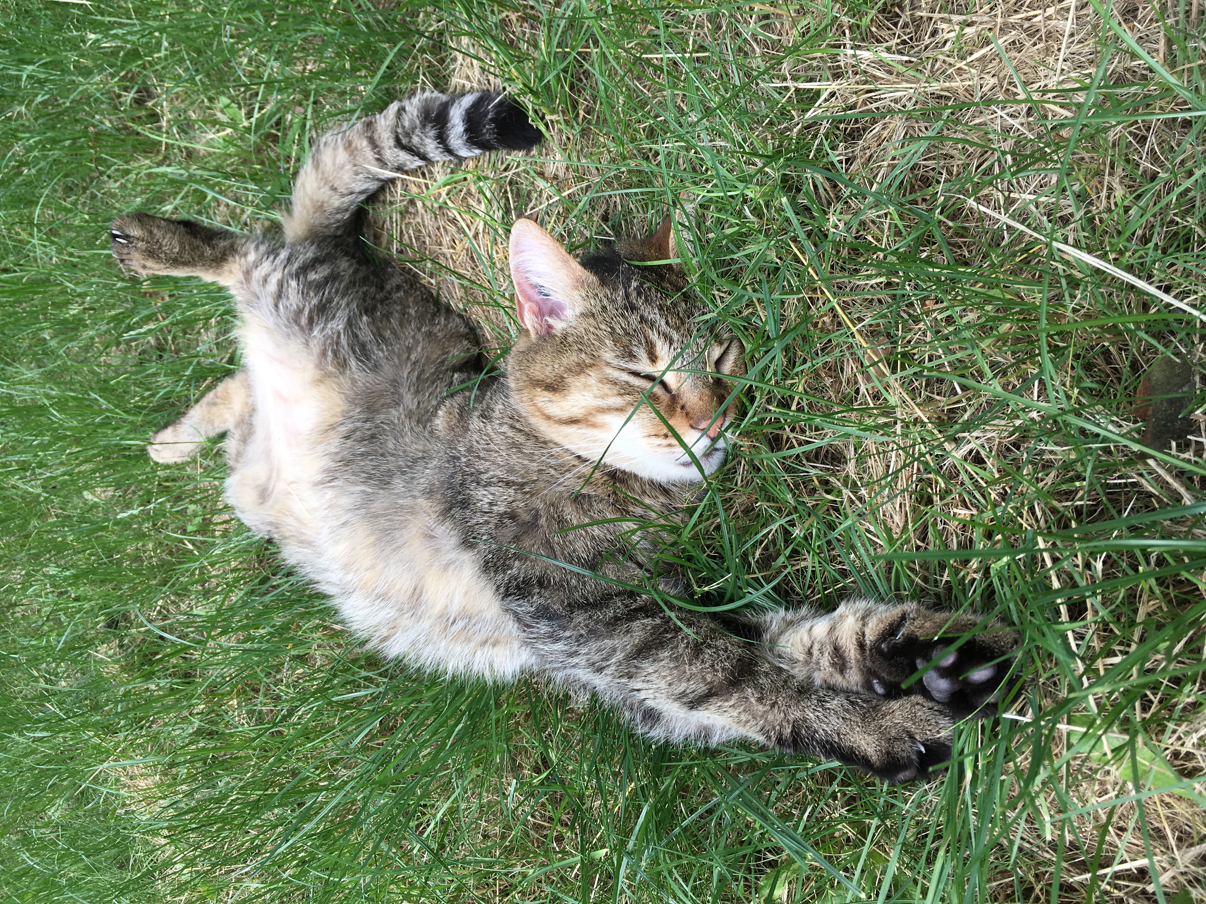 chat étendu de tout son long dans l'herbe verte