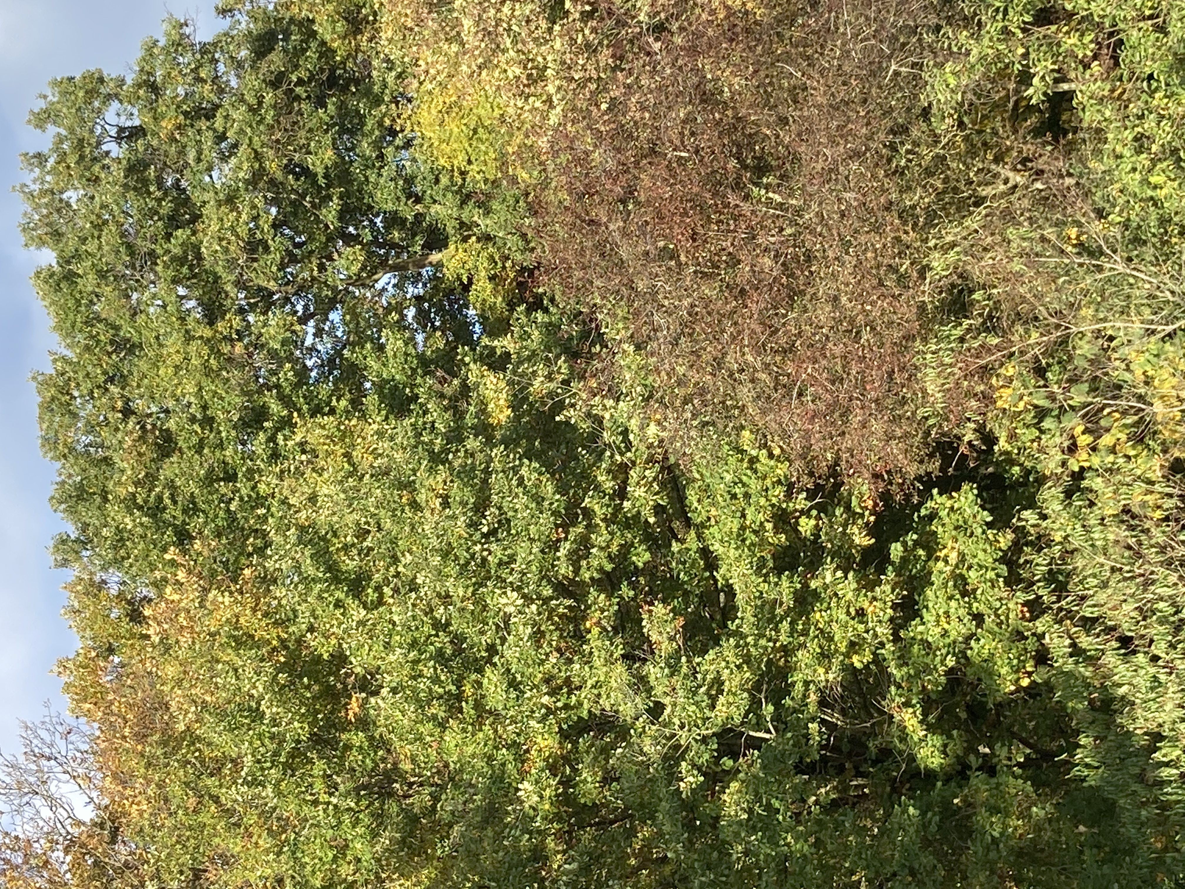 arbres en automne vus de la fenêtre