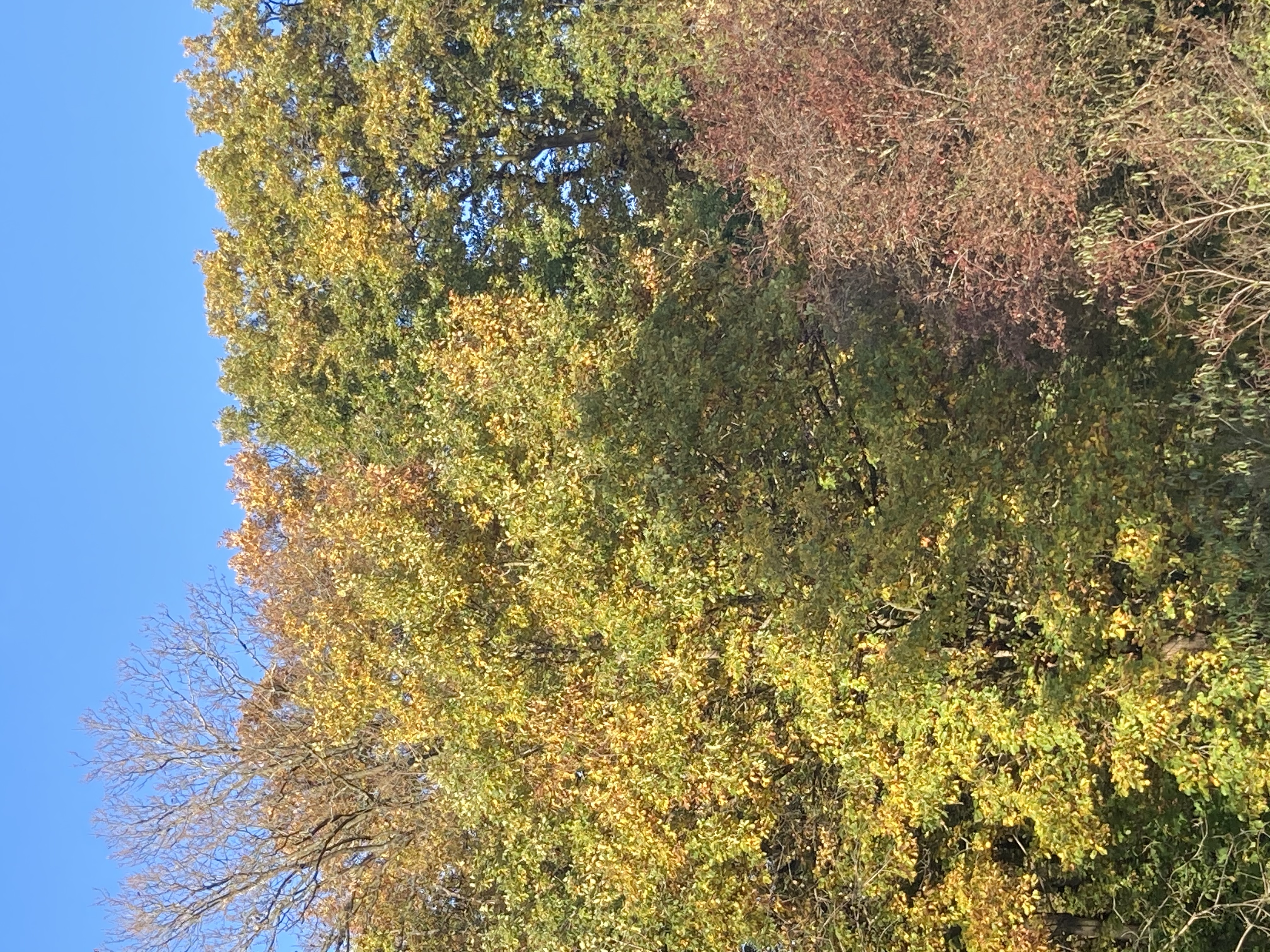 arbres en automne vus de la fenêtre