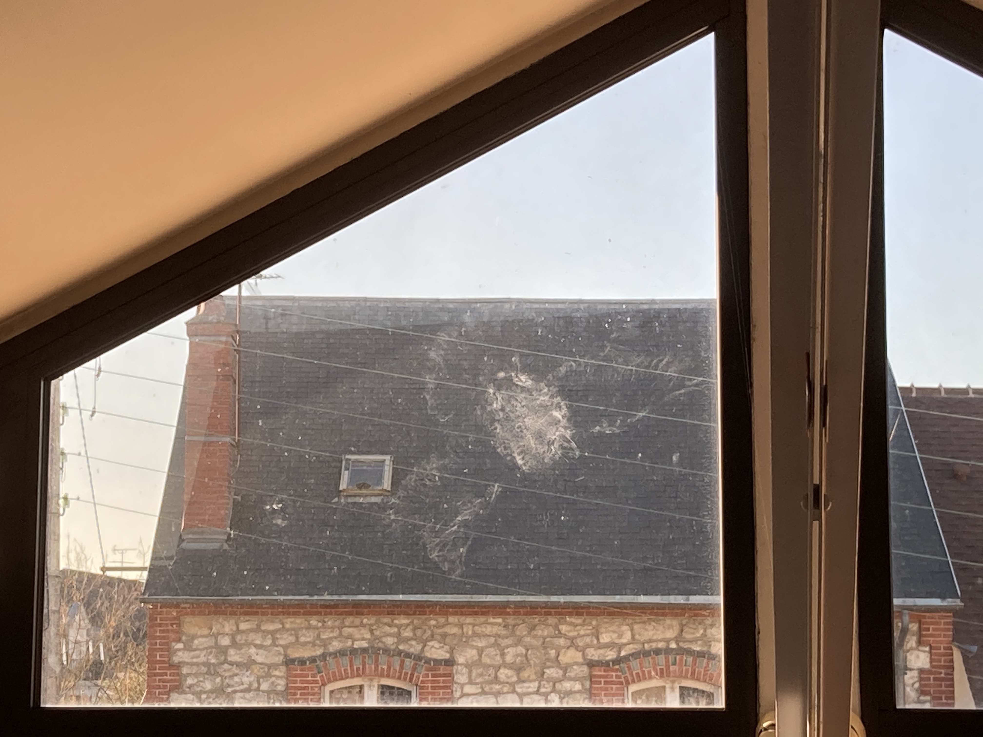 trace d'un pigeon écrasé sur la vitre