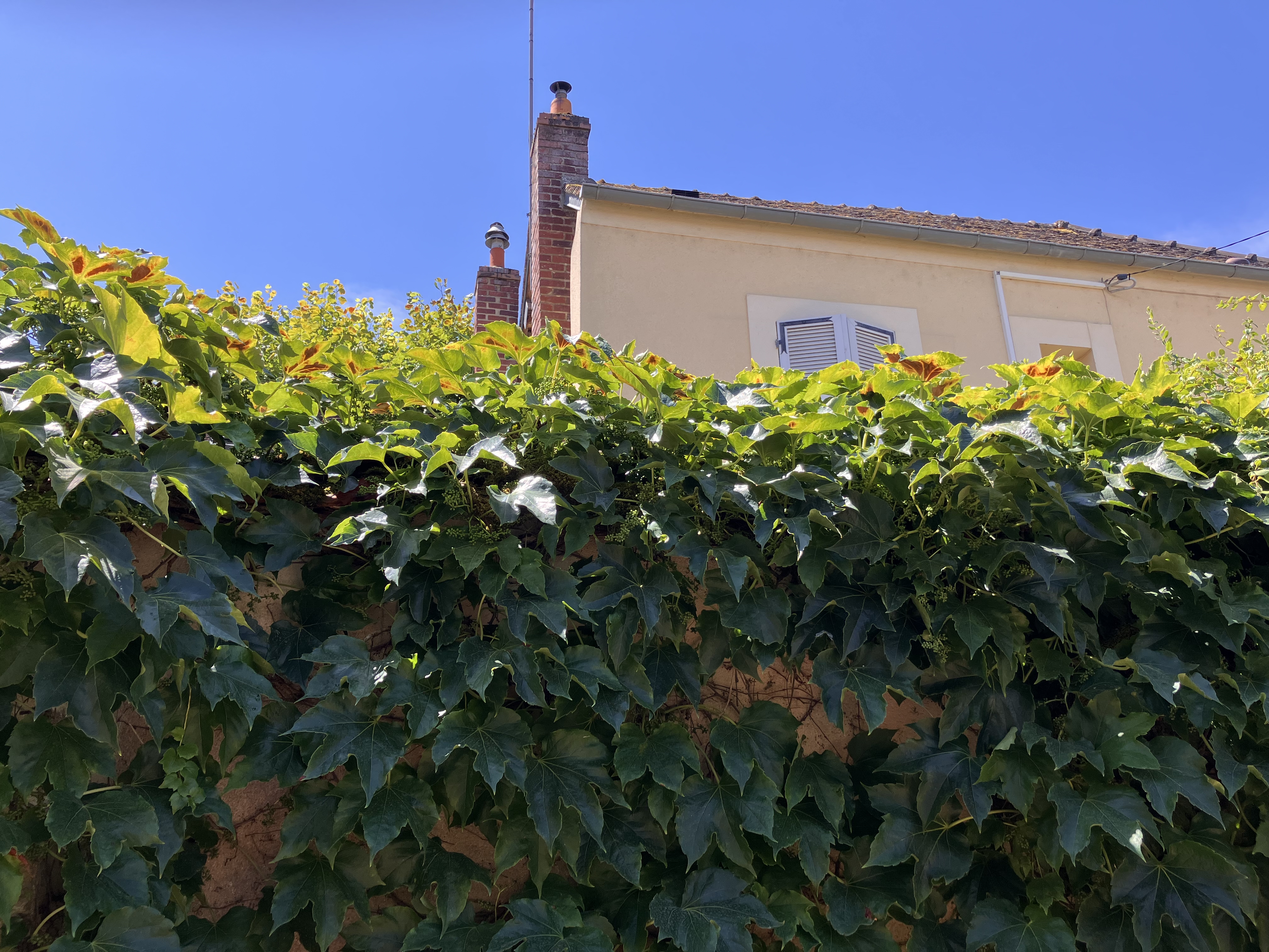 vigne brulee pendant la canicule